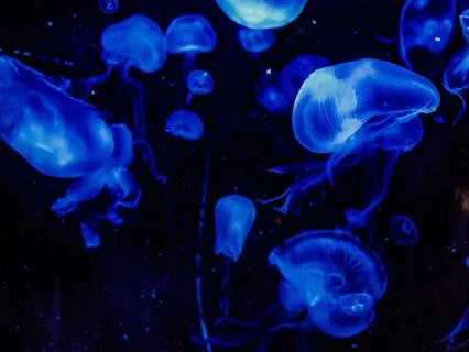 Bedtime Tale: The Water Babies Ch 5/Part 2