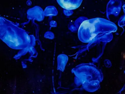 Bedtime Tale: The Water Babies Ch 6/Part 1