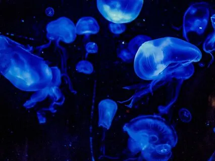 Bedtime Tale: The Water Babies Ch 6/Part 2