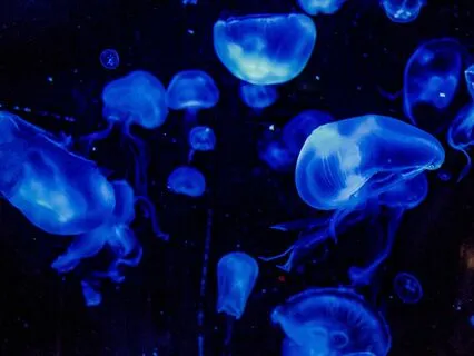 Bedtime Tale: The Water Babies Ch 7/Part 1