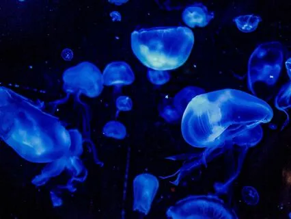 Bedtime Tale: The Water Babies Ch 7/Part 2