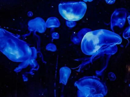 Bedtime Tale: The Water Babies Ch 8/Part 1