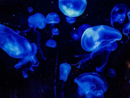 Bedtime Tale: The Water Babies Ch 8/Part 3