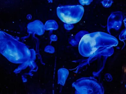 Bedtime Tale: The Water Babies Part 1/Ch 1