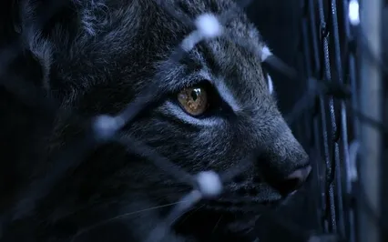 Bedtime Tales With JuneB - Relaxing With My Cat