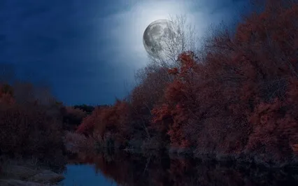 Bedtime Tales With JuneB - The Enchanted Forest