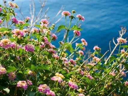 Bedtime Talk: Healing Whispers For Your Nervous System