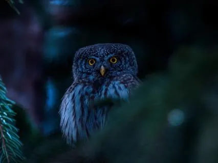 Bedtime Vocal Toning Meditation