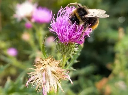 Bee Breath (Bhramari Pranayama) Guided Meditation