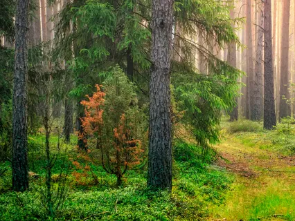 Bee Breath For Anxiety I Bhramari Pranayam I Bee Breath