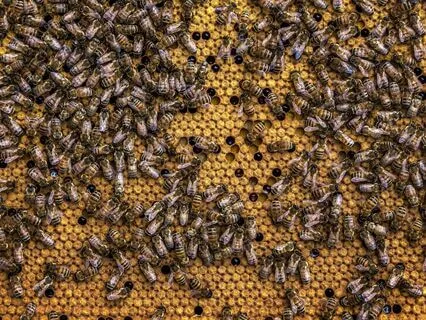 Bees Humming In Nature