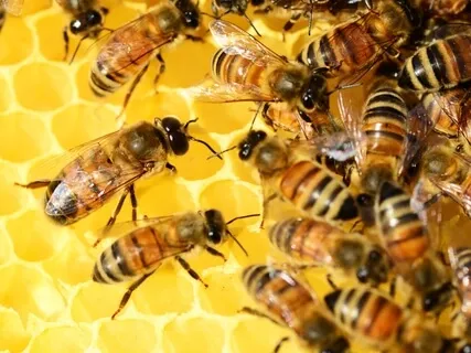 Bees In The Forest: Most Relaxing Nature Sounds In The World