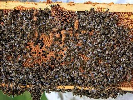 Bees Working At The Hive - Humming Frequency