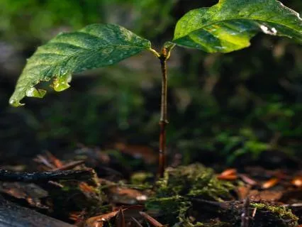 Before A Meal: An Embodied Pause For Nourishment