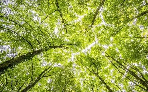 Before Exam Visualization Meditation