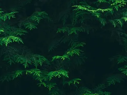 Preparing Self Before Sessions For Therapists & Healers