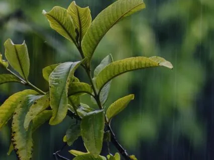 Before The Ground Dries - 10 Minute Piano Violin Rain Medley
