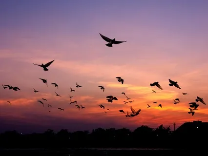 Poetry: Before We Fly Away