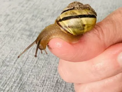 Befriending a Garden Snail for 8 Minutes (With Music)