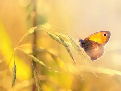 Befriending Anxiety Meditation