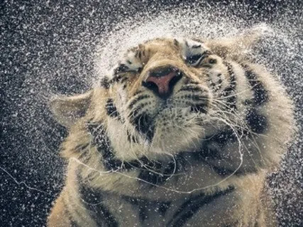 Befriending Emotions - Riding The Waves