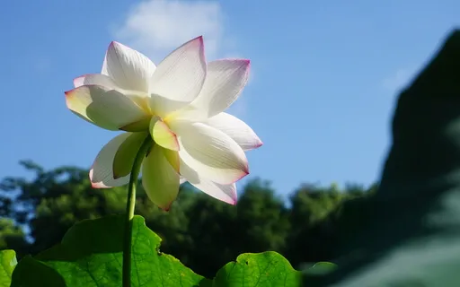 Befriending Practice 