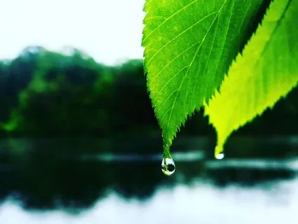 Befriending The Brain