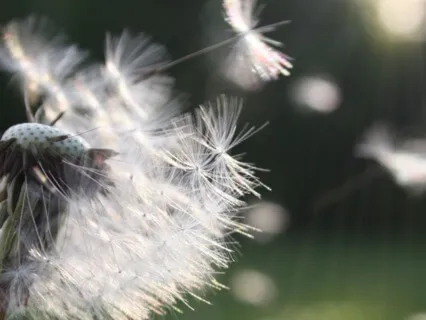 Befriending The Breath - Guided Breath Awareness