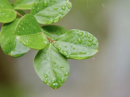 Beginner Bites Series - 5 Minute Shamatha Meditation