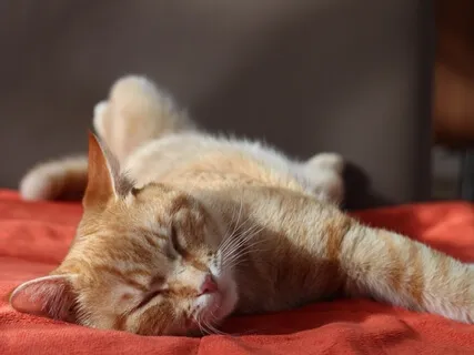 Beginner-Friendly Body Scan