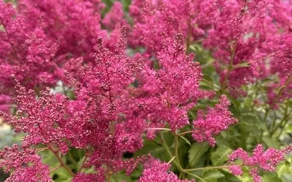 Beginner Friendly Joy Meditation 