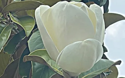 Beginner Friendly Peace Meditaion