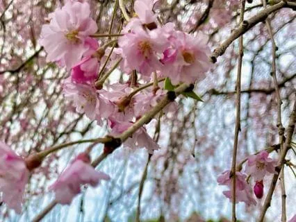 Beginner-Friendly Yoga Nidra | Breath & Body Scan