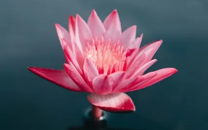 Beginner Mindfulness Meditation