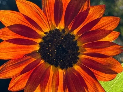 Beginner's Meditation Focused Breathing