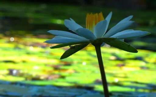 Beginners Meditation