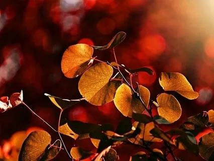 Beginner's Meditation 