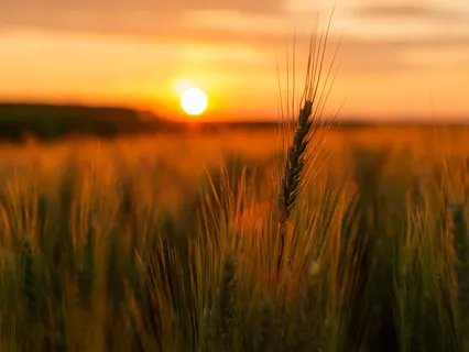 Beginner's Mindfulness For Leaders & Lovers