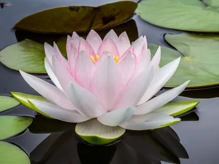 Beginner's Mindfulness Meditation