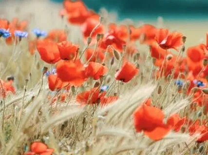 Beginner's Work Station Breathing Protocol