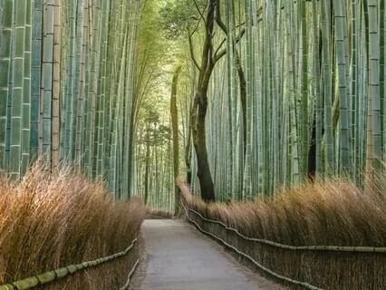 Beginning: 20-Minute Meditation Music, Calm Focus