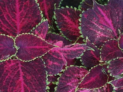 Beginning Meditation