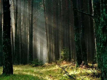 Beginning The Journey Of Forgiveness