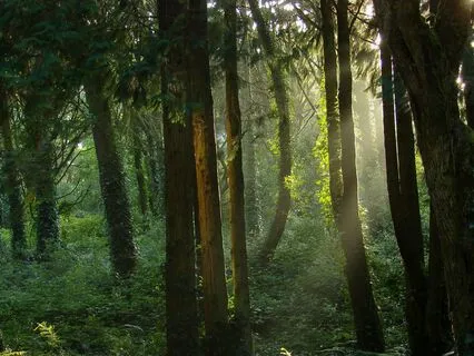 Being A Tree: A Visualization To Embrace The Unknown