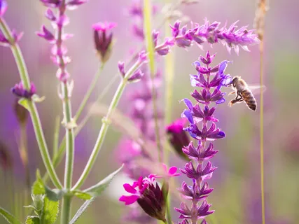 Being Aware Of Each Breath In And Breath Out