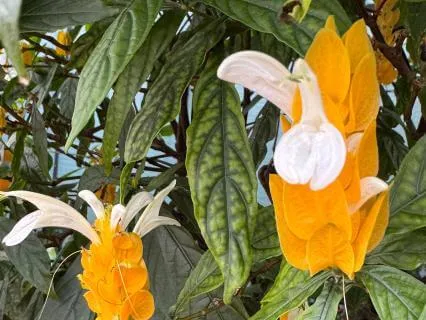 Being Aware Of Our Soul In Meditation