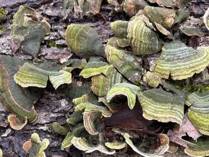 Being Here To Build Resilience (window Of Tolerance)