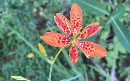 Being Home In Our Being