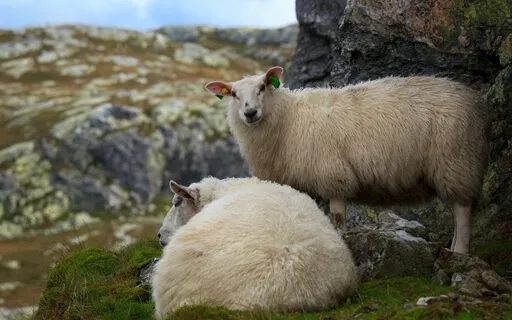 Being Human . . . . Beyond Gender