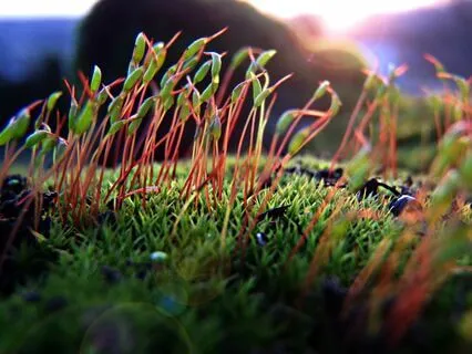 Being In Your Forest